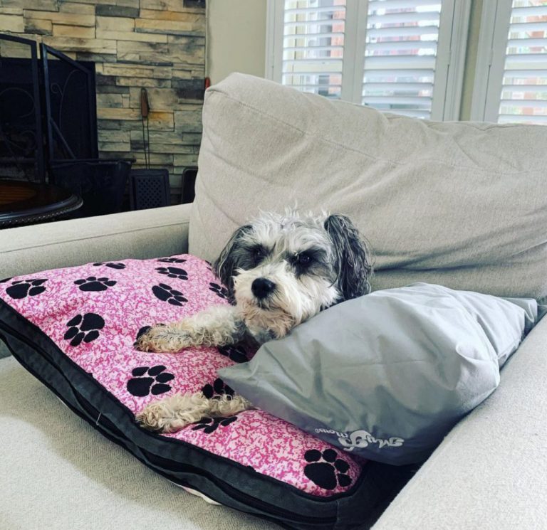 My Pillow Dog Bed Review of My Pillow For Pets Mattresses